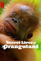 Orangutanların Gizli Yaşamı (Secret Lives of Orangutans) izle